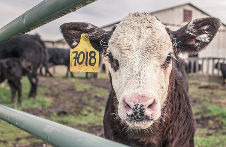 cow