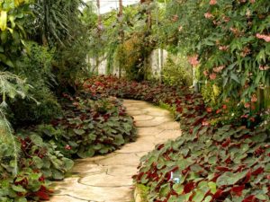 plants