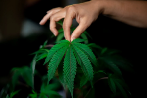 plant